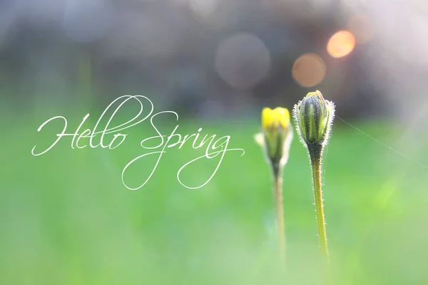 Låg vinkel Visa bild av färskt gräs. frihet och förnyelse koncept med våren text. — Stockfoto