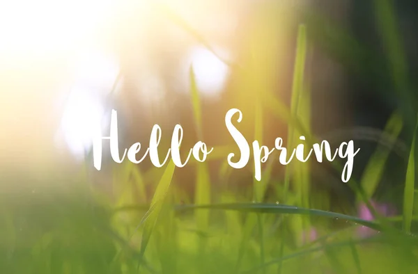 Låg vinkel Visa bild av färskt gräs. frihet och förnyelse koncept med våren text. — Stockfoto