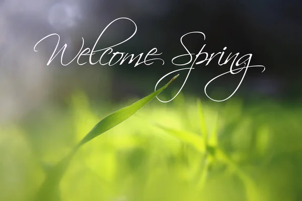 Low angle view image of fresh grass. freedom and renewal concept with spring text. — Stock Photo, Image