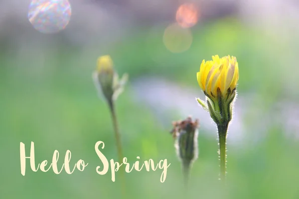 Lage hoek Bekijk afbeelding van vers gras. vrijheid en vernieuwing concept met lente tekst. — Stockfoto