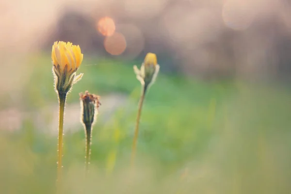 Imagem de visão de ângulo baixo de grama fresca e flores de primavera. conceito de liberdade e renovação . — Fotografia de Stock