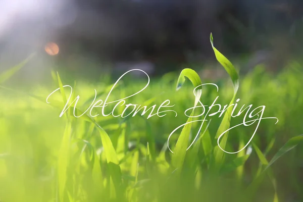 Lage hoek Bekijk afbeelding van vers gras. vrijheid en vernieuwing concept met lente tekst. — Stockfoto