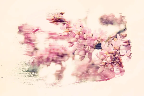 Imagem onírica e abstrata da cerejeira. efeito de dupla exposição — Fotografia de Stock
