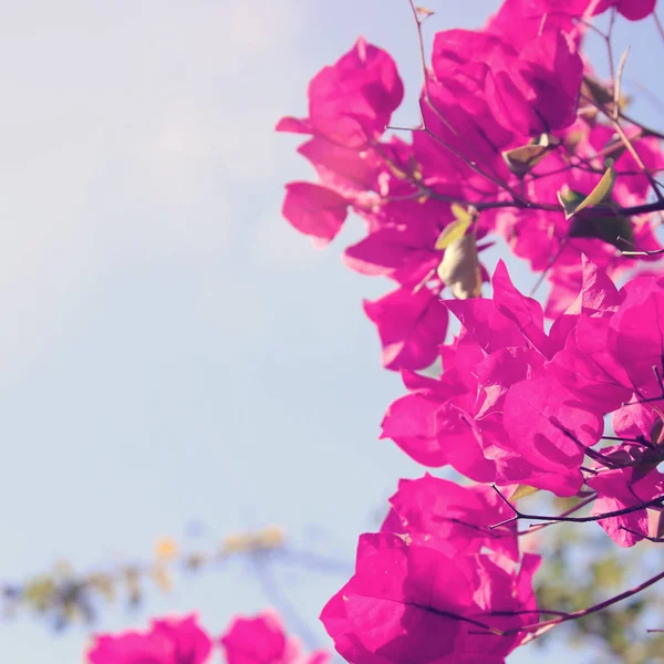 Drömmande bild av blommande bougainvillea blommor. — Stockfoto