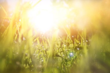 taze ot düşük açılı görünümü. özgürlük ve yenileme kavramı. Vintage filtre uygulanmış görüntü.