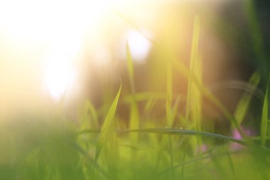 taze ot düşük açılı görünümü. özgürlük ve yenileme kavramı.