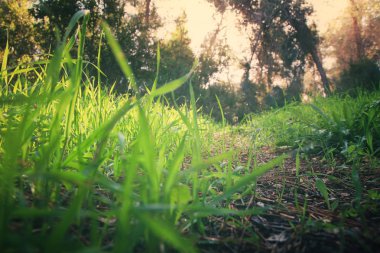 taze ot düşük açılı görünümü. özgürlük ve yenileme kavramı. Vintage filtre uygulanmış görüntü.