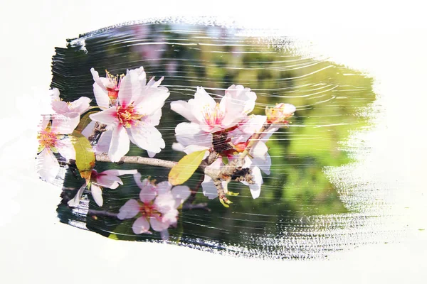 Verträumtes und abstraktes Bild von Kirschbaum. Doppelbelichtung — Stockfoto
