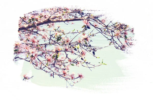 Verträumtes und abstraktes Bild von Kirschbaum. Doppelbelichtung — Stockfoto