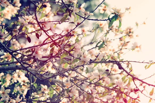 Baggrund af foråret hvide kirsebær blomster træ. selektivt fokus. - Stock-foto