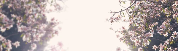 Honlap banner háttér a tavaszi fehér cseresznye virágok fa. szelektív összpontosít. — Stock Fotó