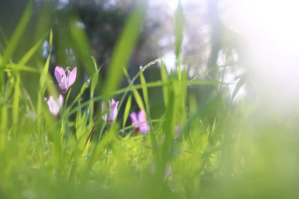 Niski kąt widoku obrazu świeżej trawy i kwiaty wiosny cyklamen. koncepcja wolności i odnowienia. — Zdjęcie stockowe