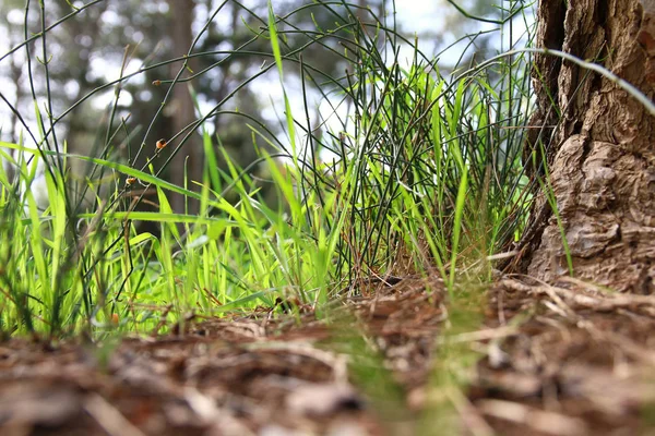 Вид свежей травы под низким углом. свобода и концепция обновления . — стоковое фото