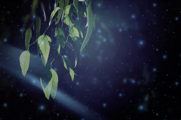 萤火虫在夜林中飞行的抽象而神奇的图像.童话故事概念. — 图库照片