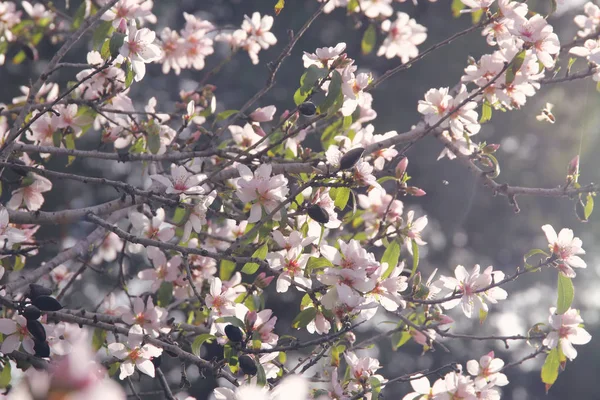 Bakgrund av våren vita körsbär blommor träd. selektivt fokus. — Stockfoto