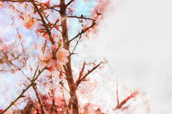水彩風と桜の花の抽象的なイメージ. — ストック写真
