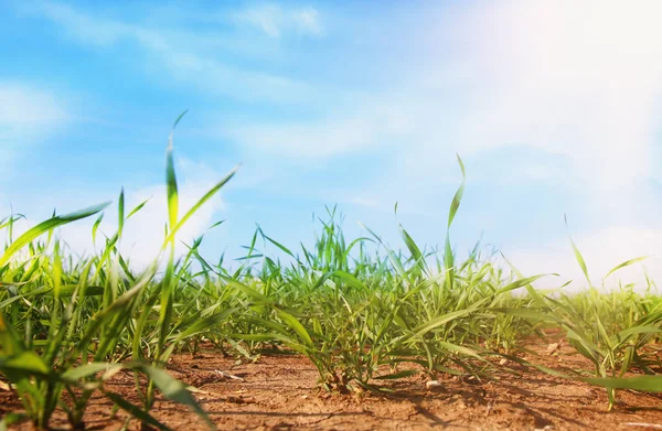 Blick auf frisches Gras. Konzept der Freiheit und Erneuerung. — Stockfoto