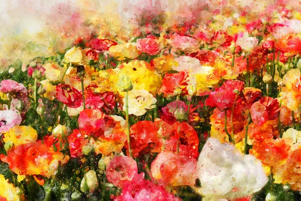 Acquerello e immagine astratta di fiori di ranuncolo . — Foto Stock