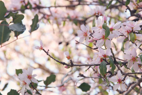 Background of spring white cherry blossoms tree. selective focus. — Stock Photo, Image