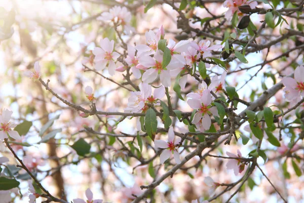 На фоне весенней белой сакуры цветет дерево. селективный фокус . — стоковое фото