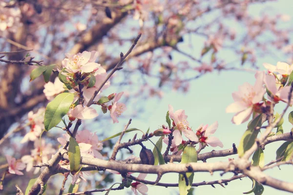 春白樱花树的背景。选择性重点. — 图库照片