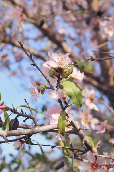 Bakgrund av våren vita körsbär blommor träd. selektivt fokus. — Stockfoto