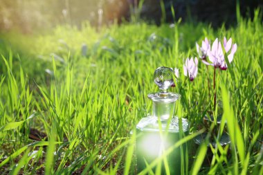 güneş ışığı, ormandaki büyülü yeşil iksir şişesiyle.