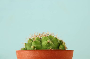 Image of cactus in a pot infront of wooden blue background. clipart