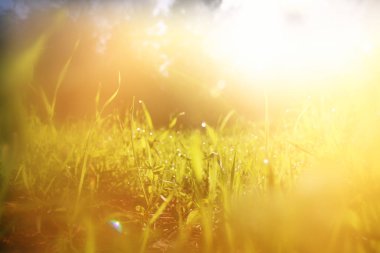 taze ot düşük açılı görünümü. özgürlük ve yenileme kavramı. Vintage filtre uygulanmış görüntü.