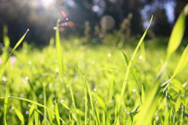 taze ot düşük açılı görünümü. özgürlük ve yenileme kavramı.