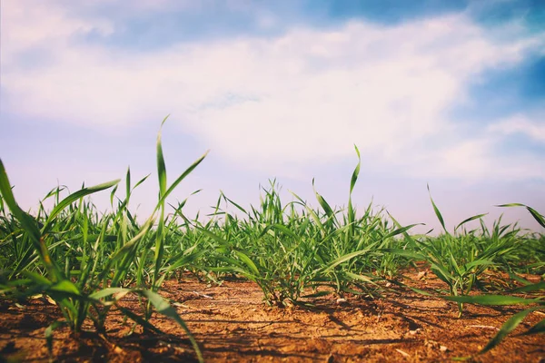 Low angle view of fresh grass. freedom and renewal concept. — Stock Photo, Image