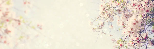 website banner background of of spring white cherry blossoms tree. selective focus.