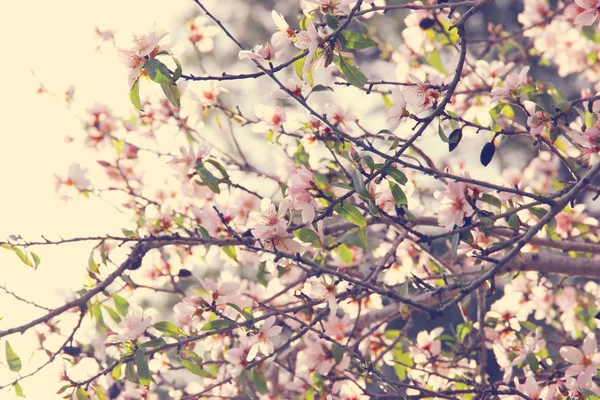 Hintergrund des Frühlings weiße Kirschblüten Baum. Selektiver Fokus. — Stockfoto
