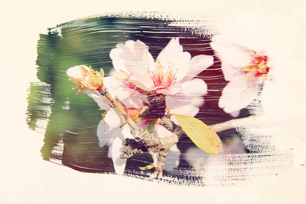 Dreamy and abstract image of cherry tree. double exposure effect — Stock Photo, Image