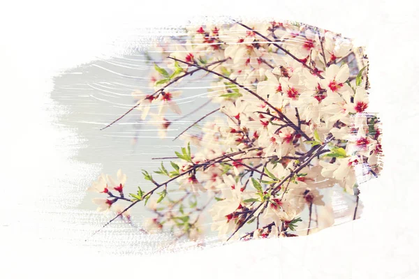 Dreamy and abstract image of cherry tree. double exposure effect — Stock Photo, Image