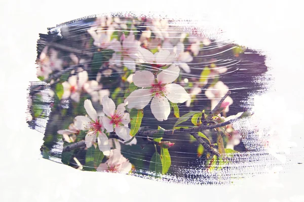 樱桃树的梦幻和抽象的形象。双重曝光效果 — 图库照片