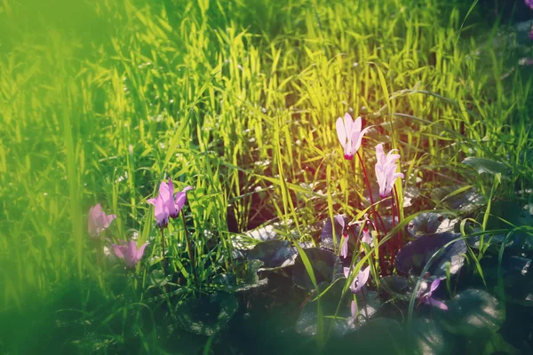 Imagen de vista de ángulo bajo de hierba fresca y flores de ciclamen de primavera. concepto de libertad y renovación . —  Fotos de Stock