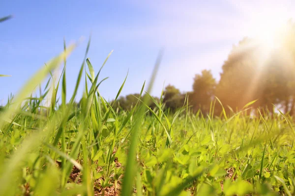 Low angle view of fresh grass. freedom and renewal concept. — Stock Photo, Image