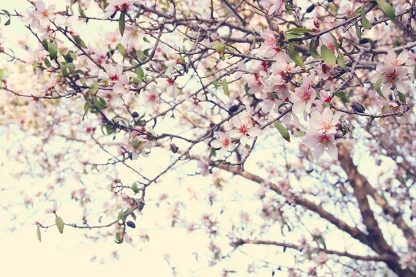 Fond de fleurs de cerisier blanc de printemps arbre. focus sélectif. — Photo