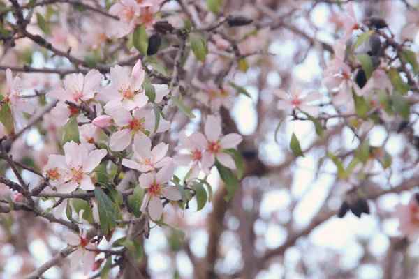 Bakgrund av våren vita körsbär blommor träd. selektivt fokus. — Stockfoto