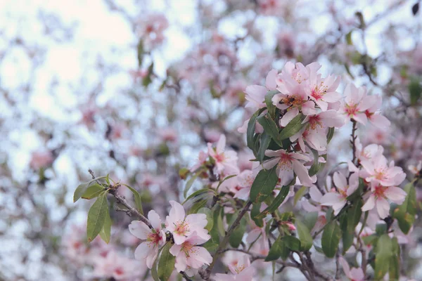Bakgrund av våren vita körsbär blommor träd. selektivt fokus. — Stockfoto