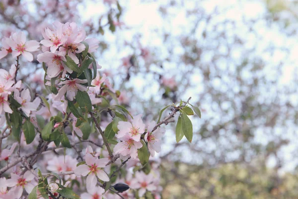 Fondo del árbol de flores de cerezo blanco primavera. enfoque selectivo . —  Fotos de Stock