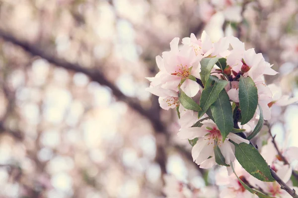 春白樱花树的背景。选择性重点. — 图库照片