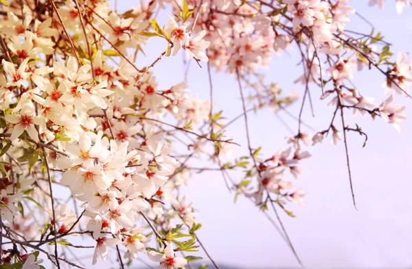 봄의 흰 벚꽃 나무 배경. 선택적 초점. — 스톡 사진