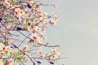 Bahar ayının beyaz kiraz ağaçlarının arka planı. seçici odak.