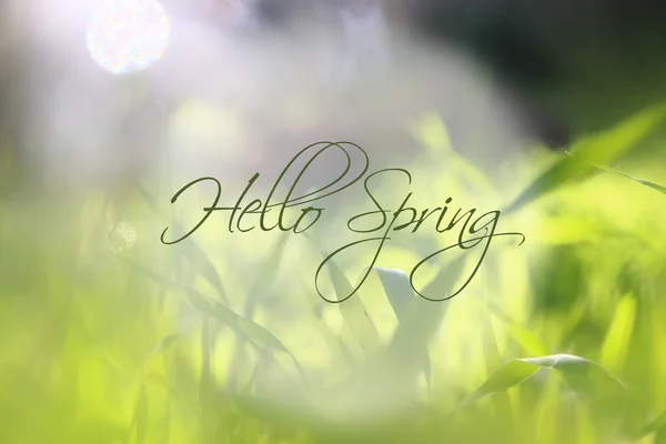 Low angle view image of fresh grass. freedom and renewal concept with spring text. — Stock Photo, Image