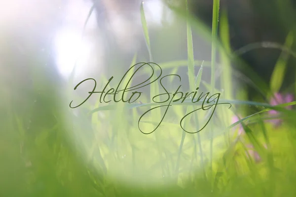 Imagen de vista de ángulo bajo de hierba fresca. concepto de libertad y renovación con texto de primavera . — Foto de Stock
