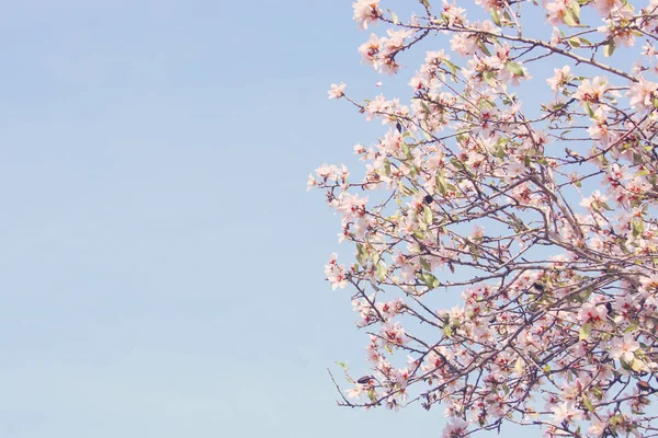 Fundo da árvore de flores de cereja branca primavera. foco seletivo . — Fotografia de Stock