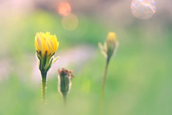 Niski kąt widoku obrazu świeżej trawy i kwiaty wiosny. koncepcja wolności i odnowienia. — Zdjęcie stockowe