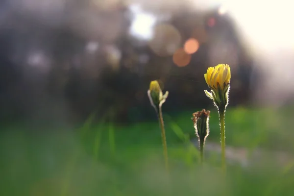 Niski kąt widoku obrazu świeżej trawy i kwiaty wiosny. koncepcja wolności i odnowienia. — Zdjęcie stockowe